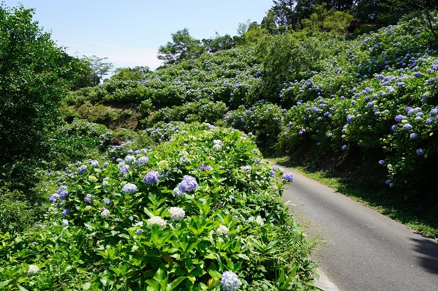 麻綿原高原